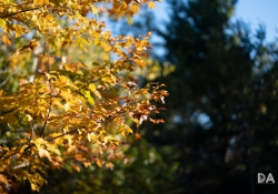 22 Bokeh-7