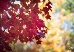22 Bokeh-8