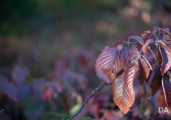 22 Bokeh-9