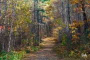 Forest Lea Hike-13