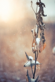 Beautiful Dead Plant