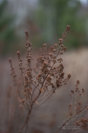 Unprocessed Shots-2