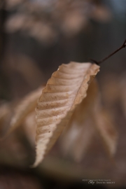 Unprocessed Shots-3