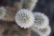 Unprocessed Shots-37
