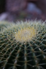Unprocessed Shots-44