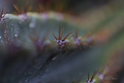 Unprocessed Shots-46