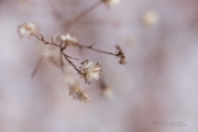 Unprocessed Shots-5