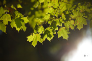 Milvus-135mm-Samples-12