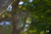 Milvus-135mm-Samples-13