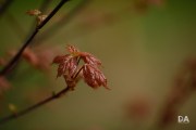 Milvus-135mm-Samples-15