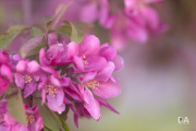 Milvus-135mm-Samples-19