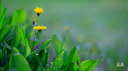 Milvus-135mm-Samples-22