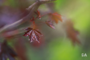 Milvus-135mm-Samples-25