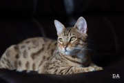 Milvus-135mm-Samples-34