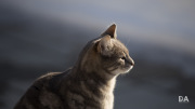 Milvus-135mm-Samples-59