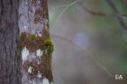 Milvus-135mm-Samples-66