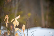 Milvus-135mm-Samples-68