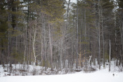 Milvus-135mm-Samples-69