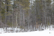Milvus-135mm-Samples-70