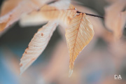 Milvus-135mm-Samples-71