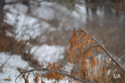 Milvus-135mm-Samples-74