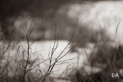 Milvus-135mm-Samples-75