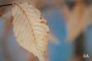 Milvus-135mm-Samples-80