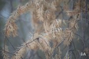 Milvus-135mm-Samples-88