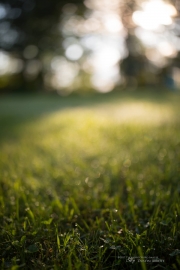 Morning Milvus-2