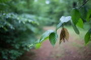 The Hike-19
