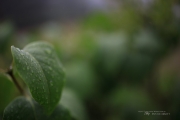 The Hike-4