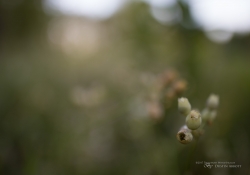 Morning Milvus-6