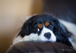 Puppy
