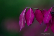 Emerald Necklace-6