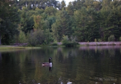 Emerald Necklace-3