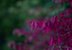 Emerald Necklace-5
