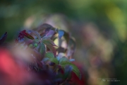Autumn Vines-2