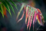Autumn Vines-4