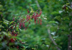 29-Bokeh-10