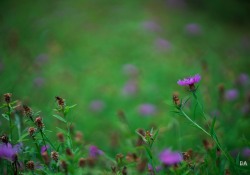 29-Bokeh-12