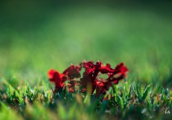 29-Bokeh-3