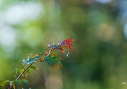 29-Bokeh-4