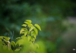 29-Bokeh-5