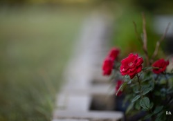 29-Bokeh-6