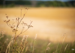 29-Bokeh-7