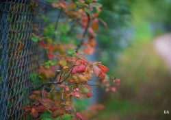 29-Bokeh-9
