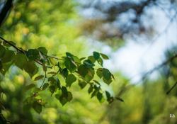29-Bokeh