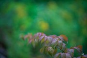 Cloudy-Otus-26