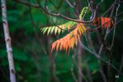 Cloudy-Otus-8