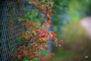 Cloudy-Otus